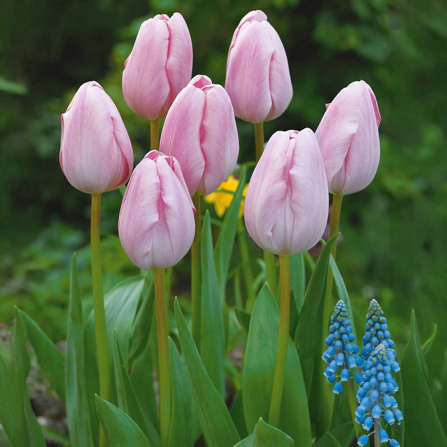 Langstelige tulp roze (x5)