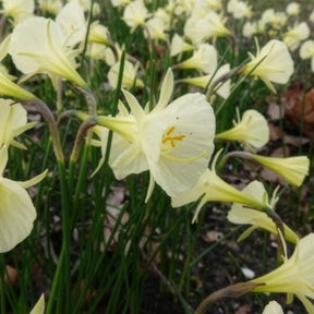 Narcissus artic bells - Narcissen Artic Bells (x10) - Narcissen