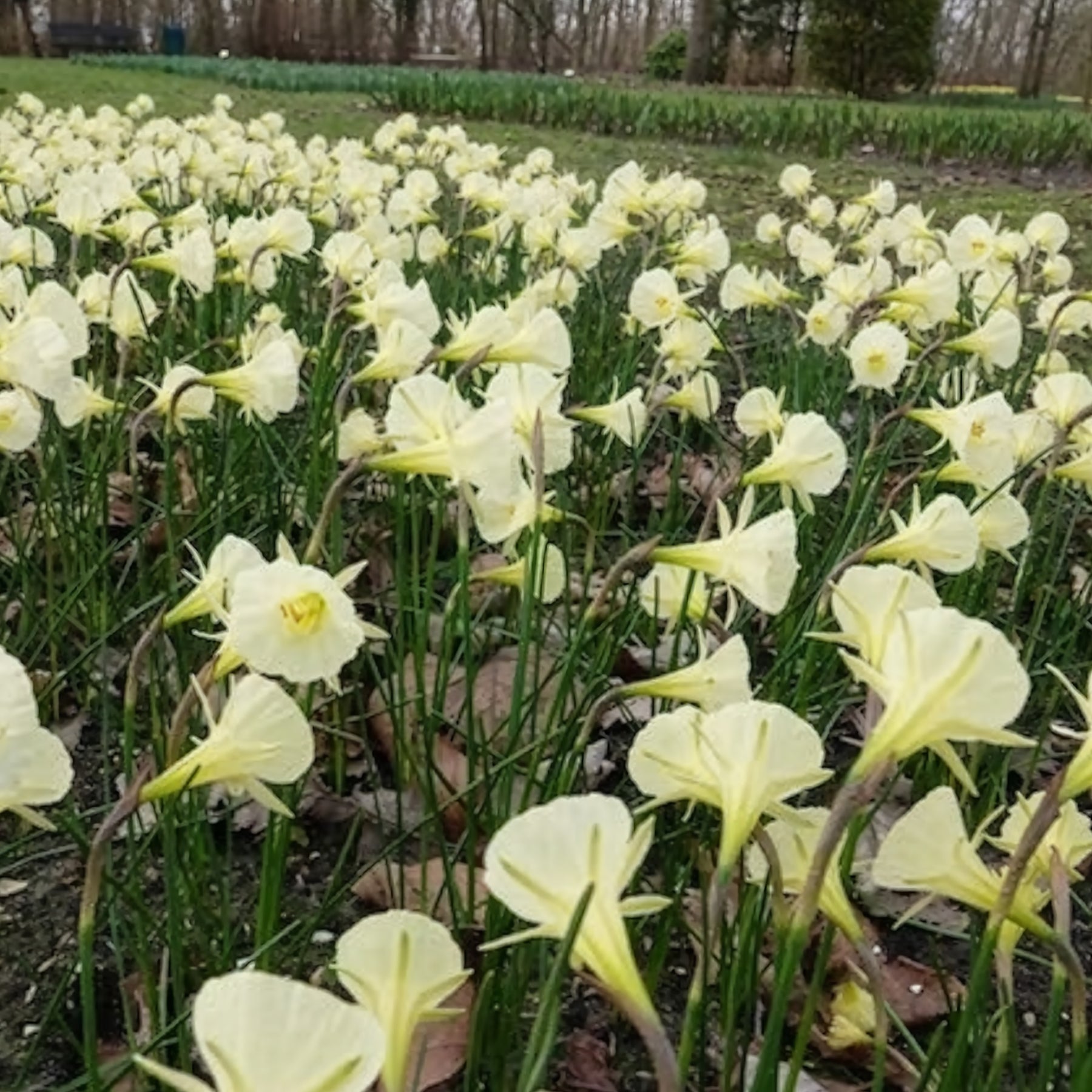 Narcissen Artic Bells (x10) - Narcissus artic bells - Willemse