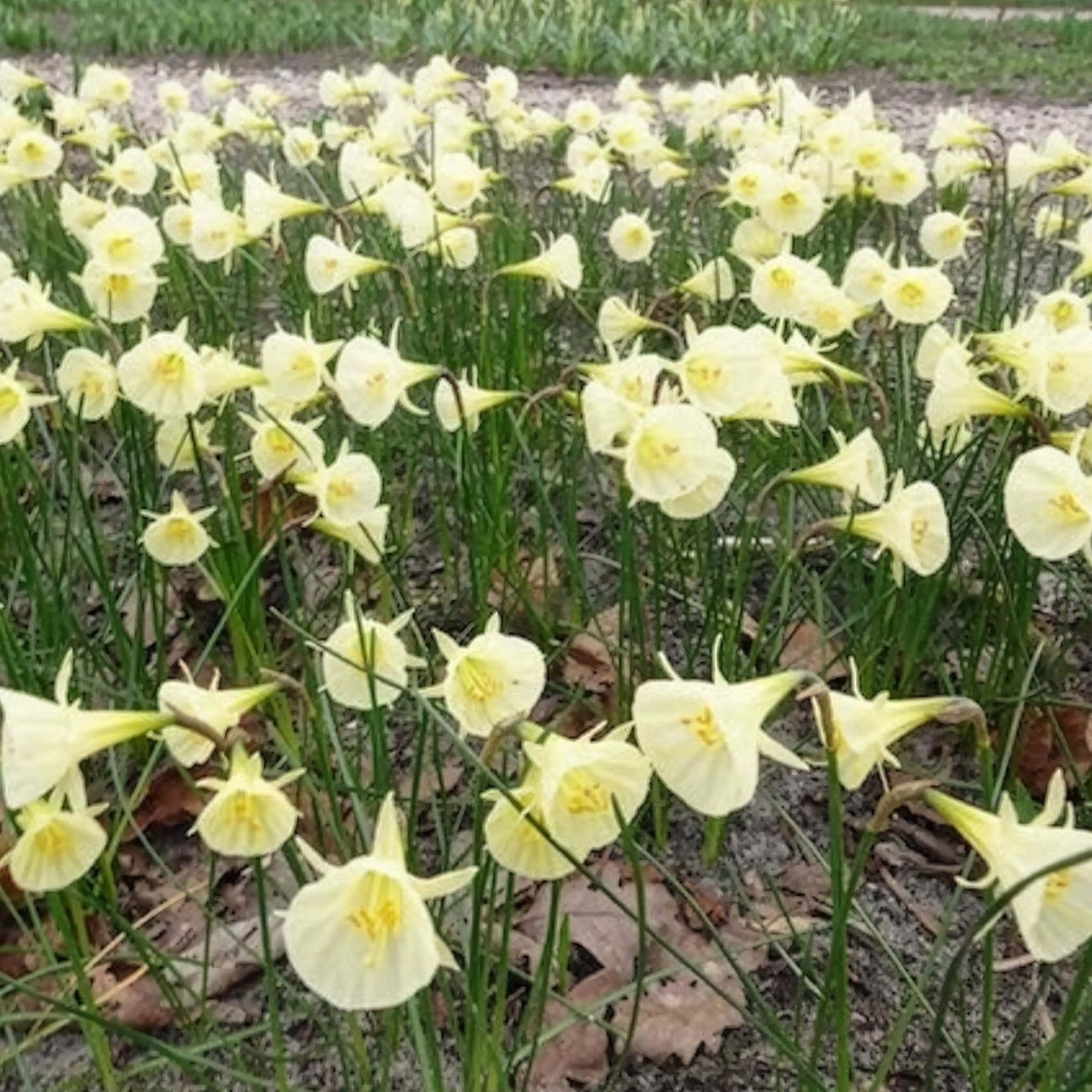 Narcissen - Narcissen Artic Bells (x10) - Narcissus artic bells