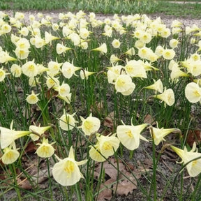 Narcissen - Narcissen Artic Bells (x10) - Narcissus artic bells