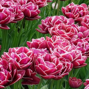 Dubbelbloemige tulp 'Dream Touch' (x7) - Tulpen - Willemse