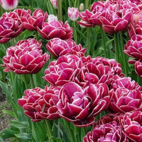 Verkoop Dubbelbloemige tulp 'Dream Touch' (x7) - Tulpen