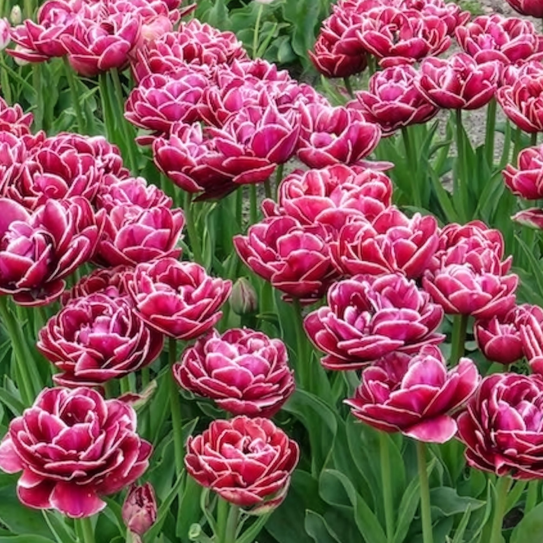 Dubbelbloemige tulp 'Dream Touch' (x7)