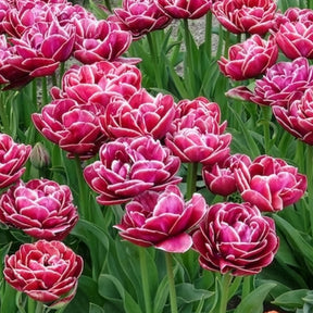 Dubbelbloemige tulp 'Dream Touch' (x7)