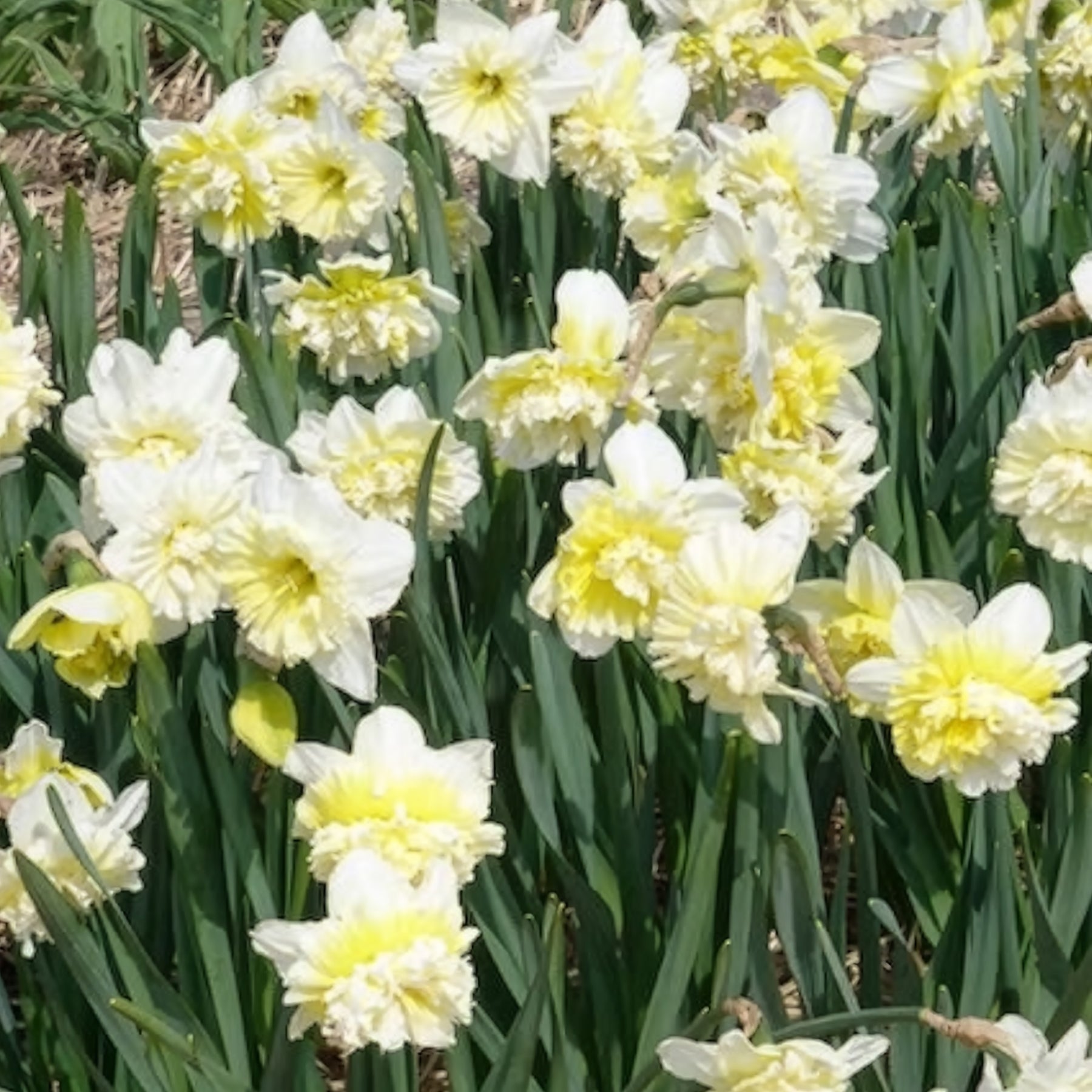 Narcis Ice King (x5) - Narcissen - Willemse