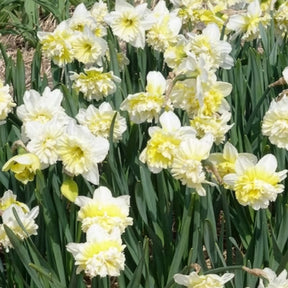 Narcis Ice King (x5) - Narcissen - Willemse