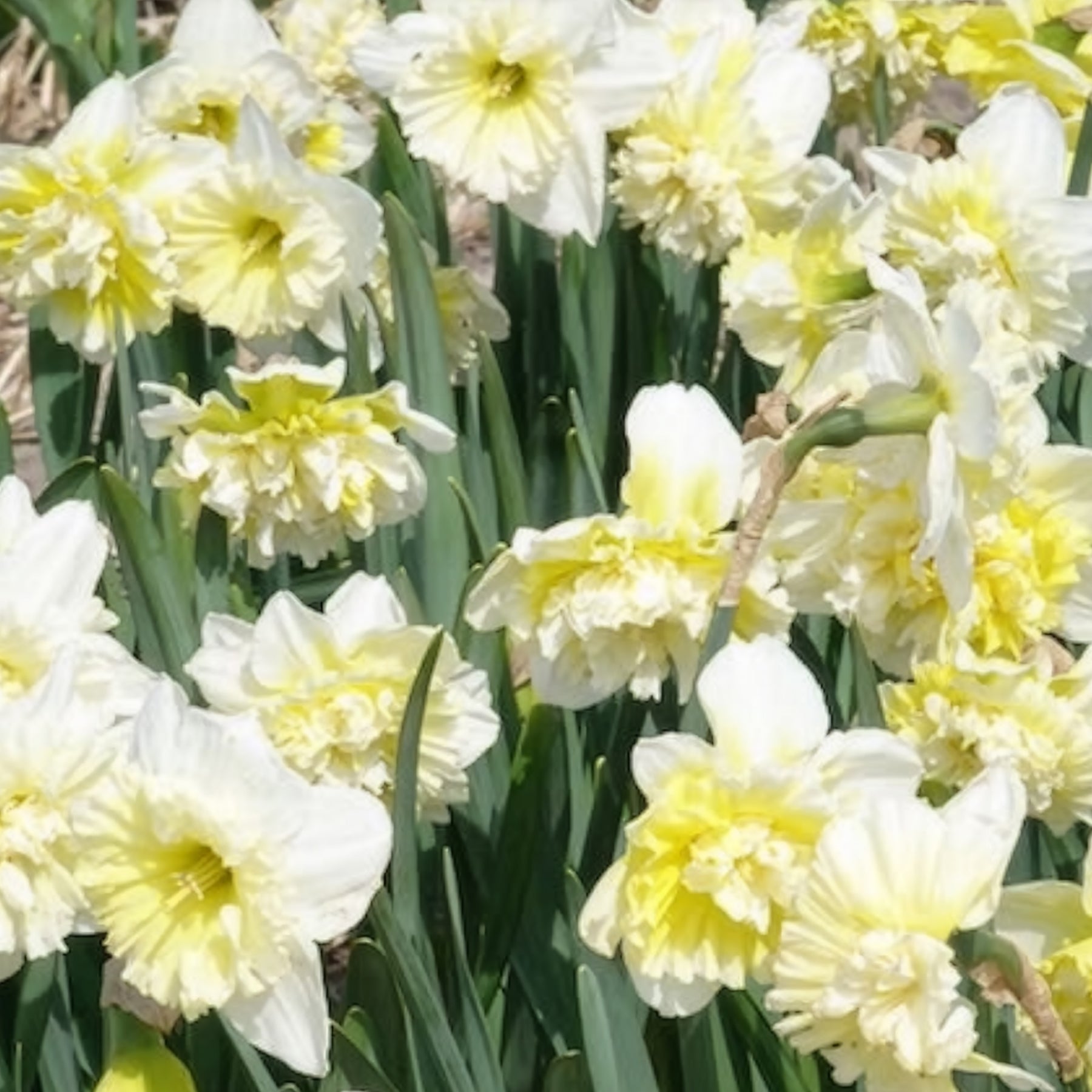 Verkoop Narcis Ice King (x5)