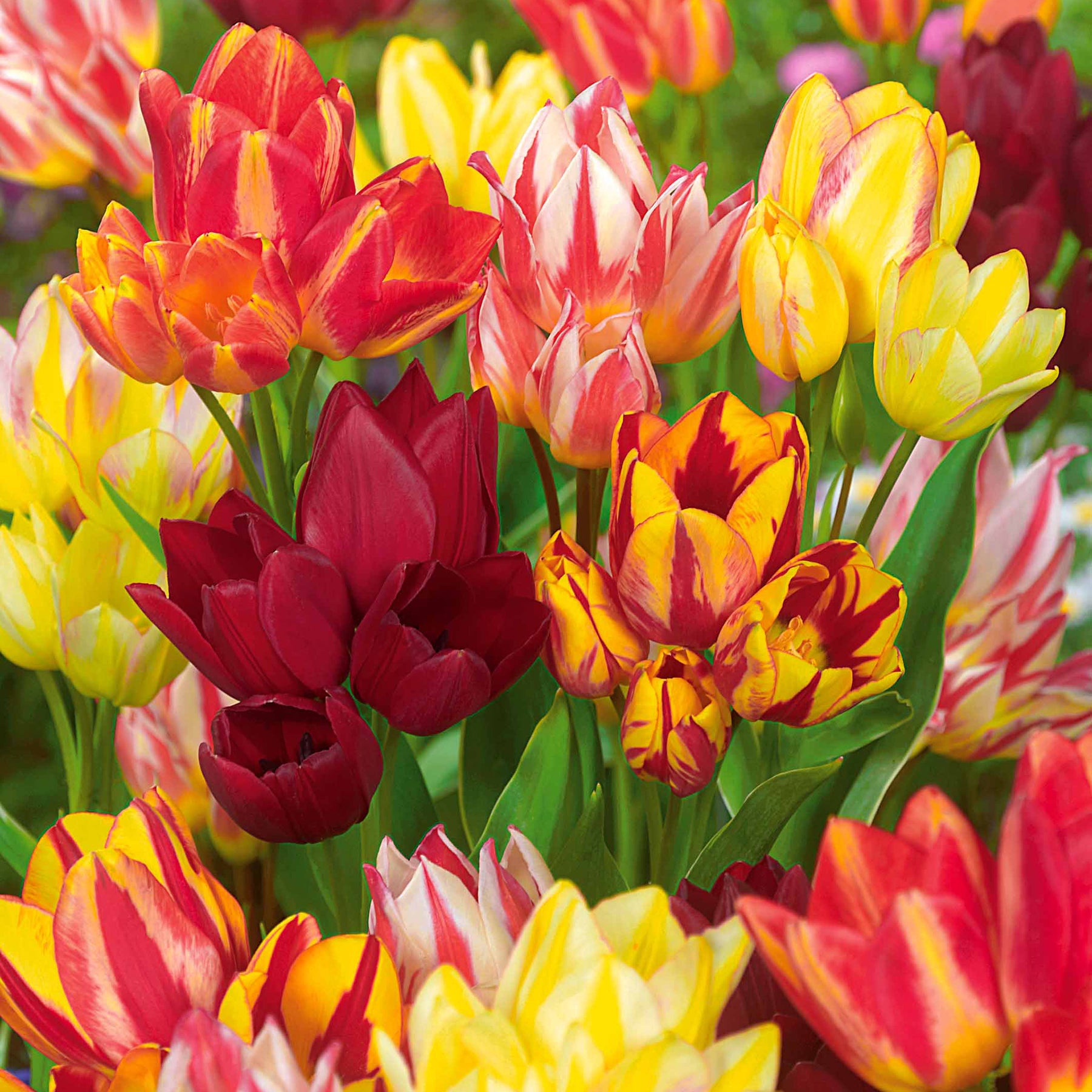 Meerbloemige Tulpen gemengd (x10)