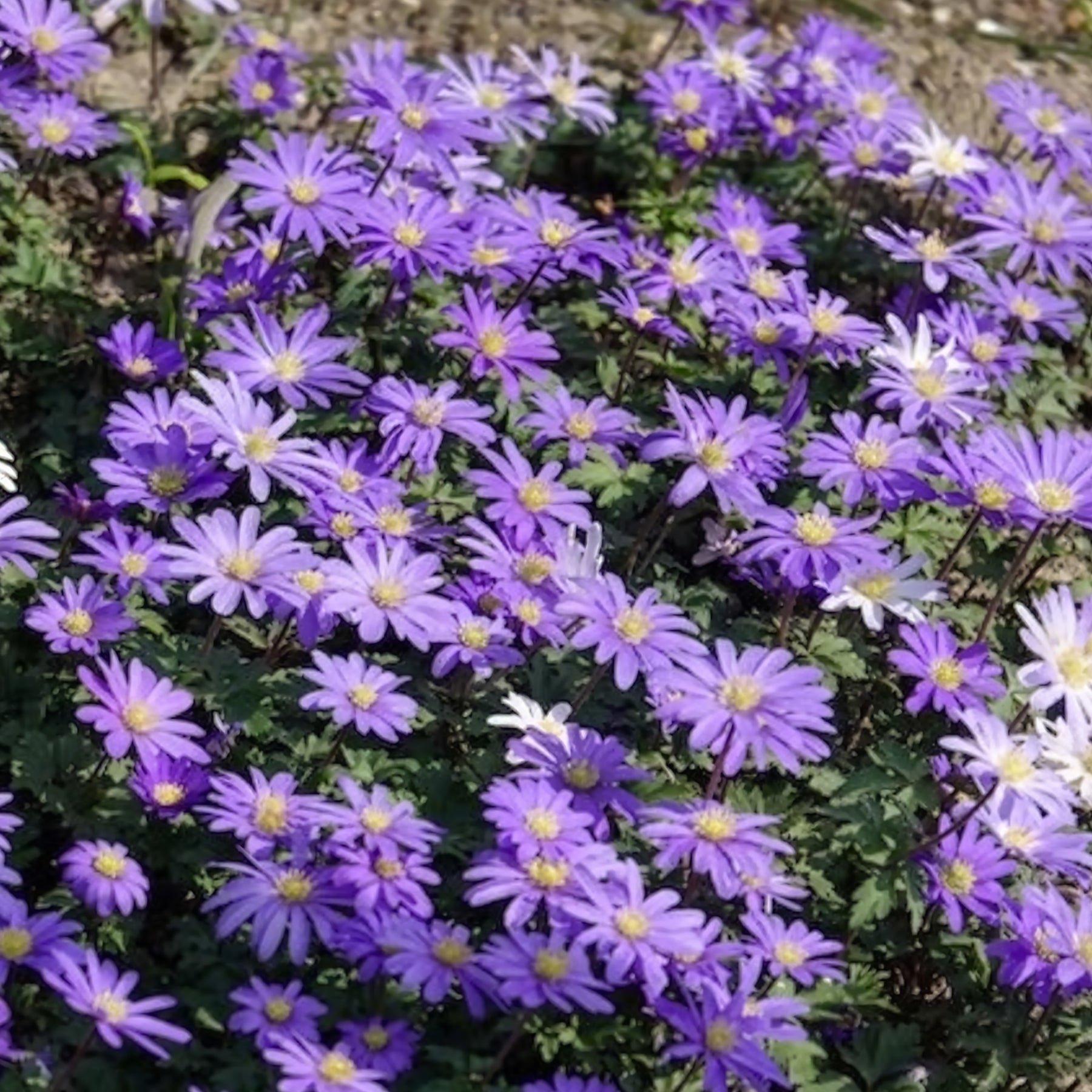 Verkoop Anemone Blanda Blauw (x30)
