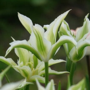Verkoop Tulipa greenstar - Leliebloemige tulpen 'Greenstar' (x10)