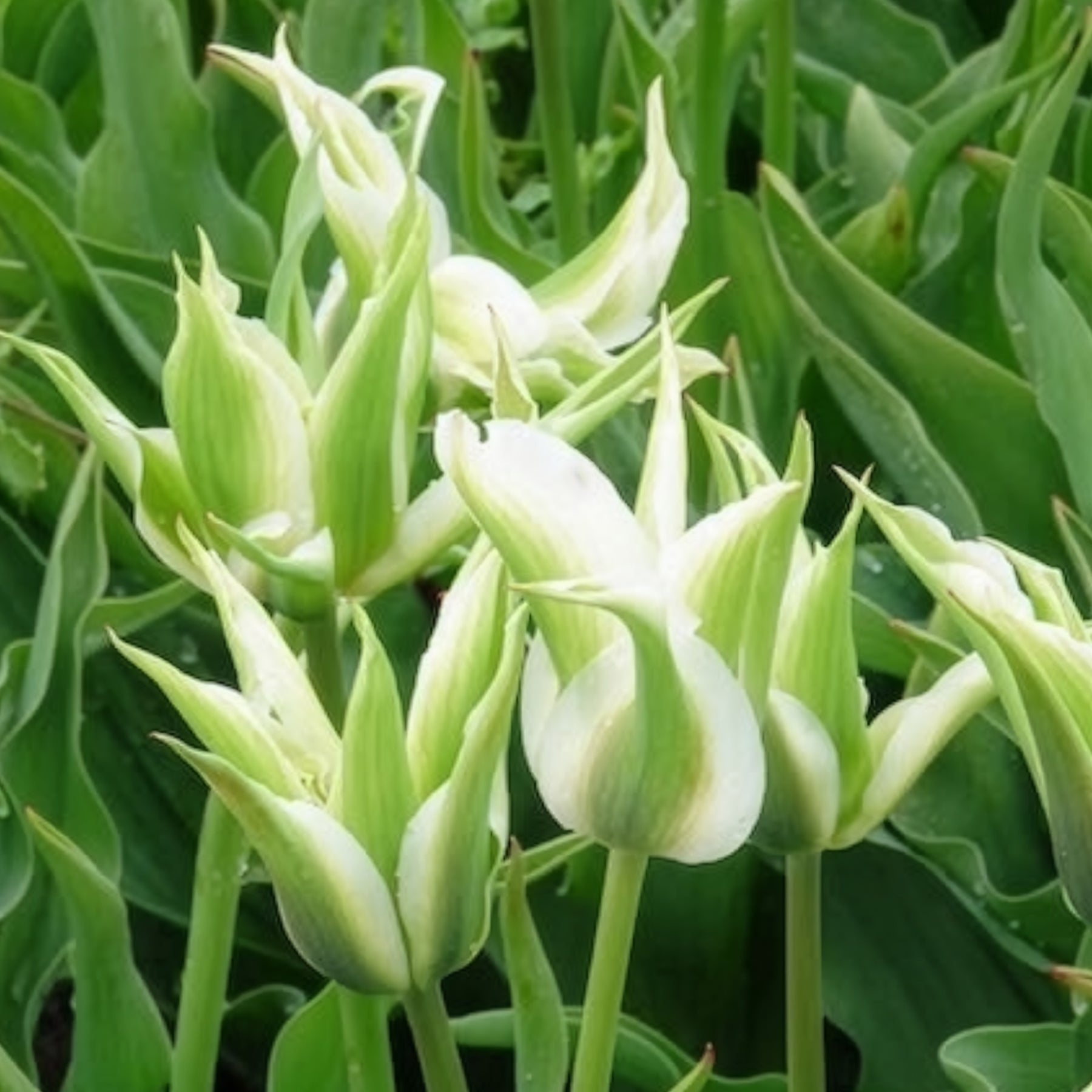 Leliebloemige tulpen 'Greenstar' (x10) - Tulpen - Willemse