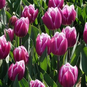 Tulpen Triomphe Synaeda blue (x10) - Tulpen - Willemse