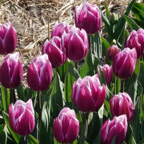 Tulpen - Tulpen Triomphe Synaeda blue (x10) - Tulipa Synaeda Blue