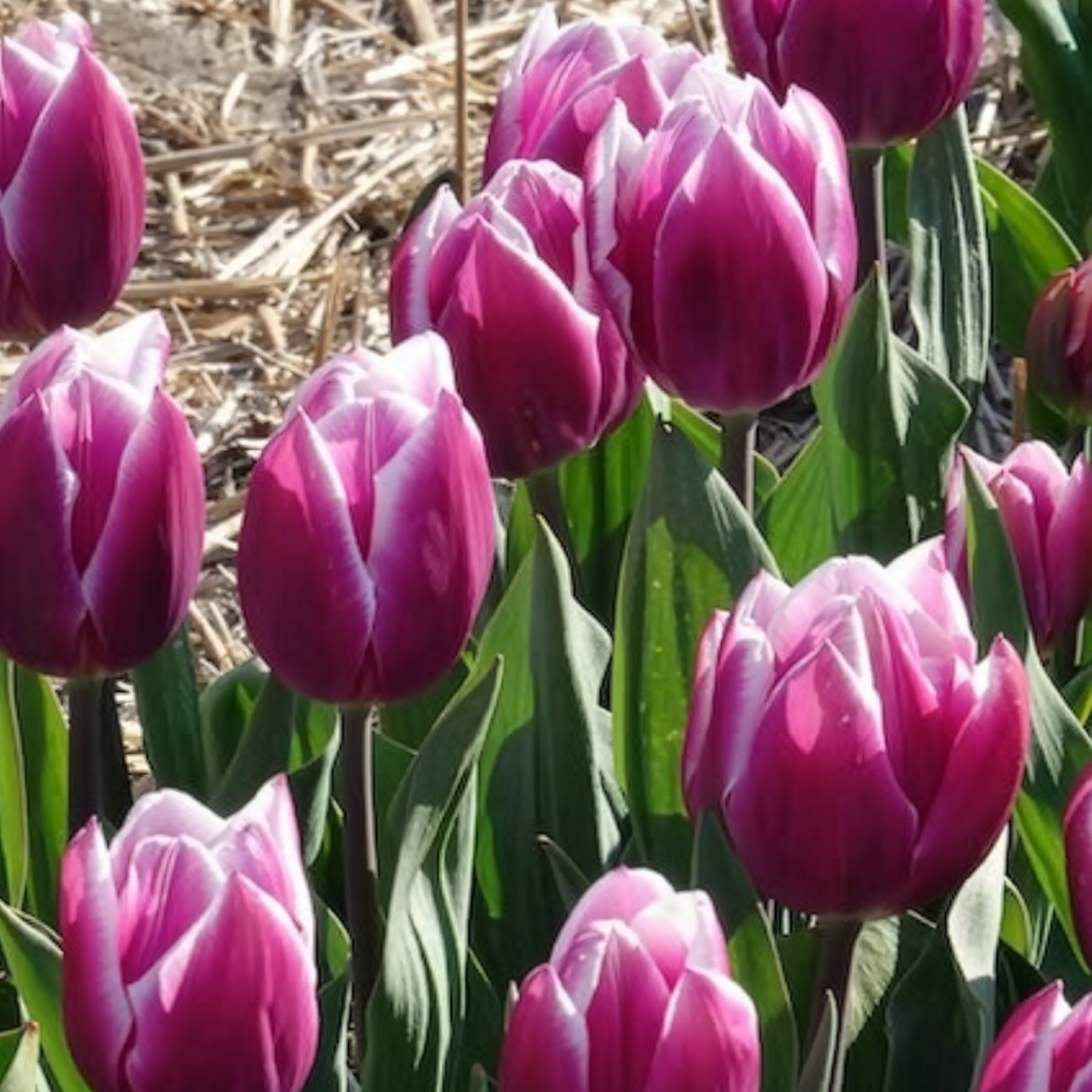 Tulpen - Tulpen Triomphe Synaeda blue (x10) - Tulipa Synaeda Blue