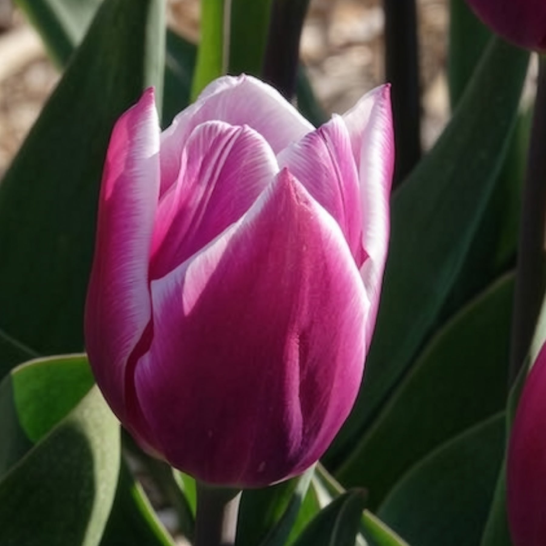 Verkoop Tulpen Triomphe Synaeda blue (x10)