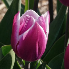 Verkoop Tulpen Triomphe Synaeda blue (x10)