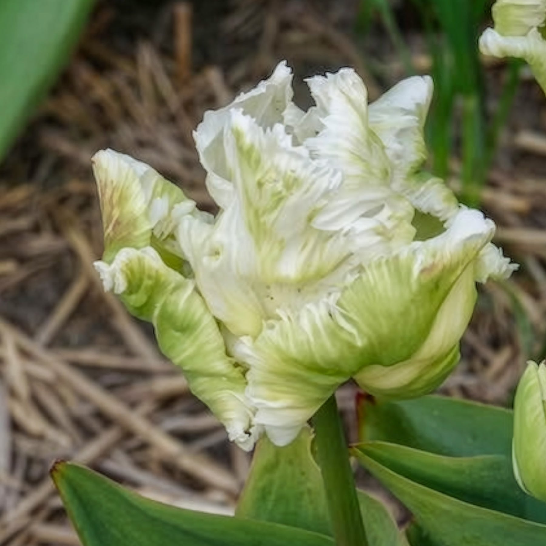Papegaaitulpen White Parrot (x7) - Tulpen - Willemse