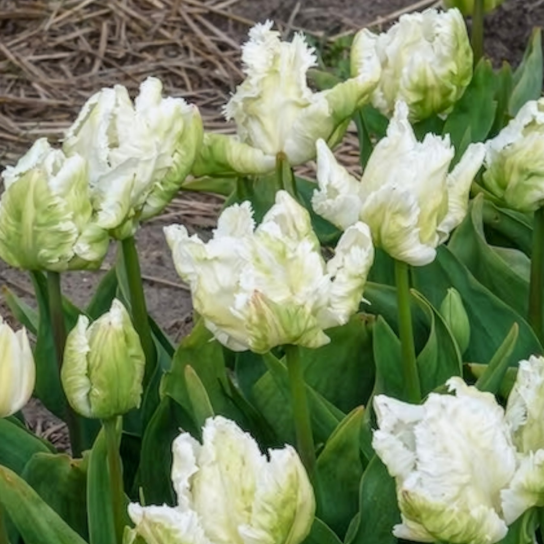 Verkoop Papegaaitulpen White Parrot (x7) - Tulipa 'white parrot'