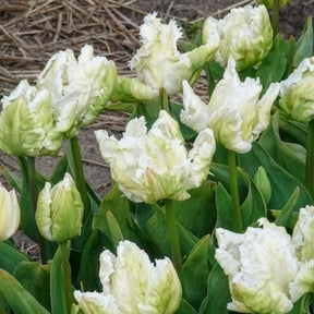 Verkoop Papegaaitulpen White Parrot (x7) - Tulipa 'white parrot'