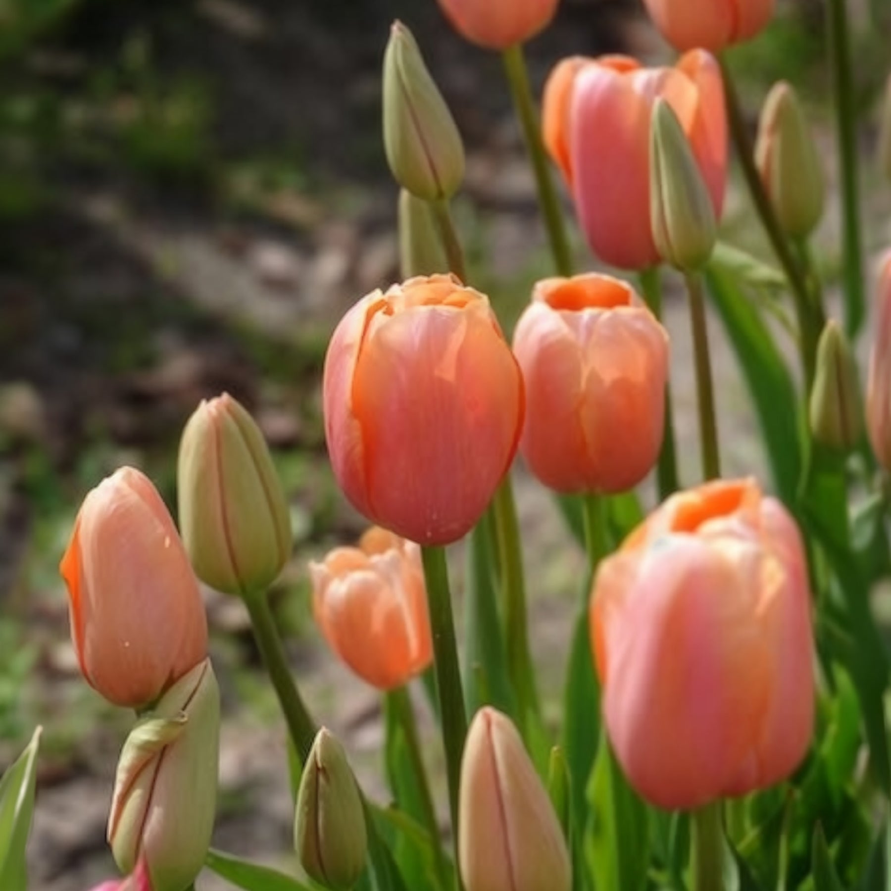 Tulpen Menton - Willemse
