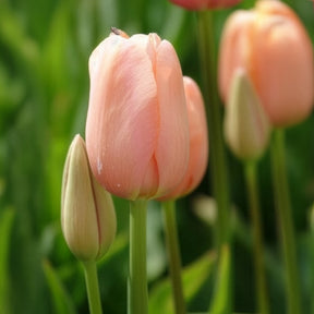 Tulpen - Tulpen Menton - Tulipa 'menton'