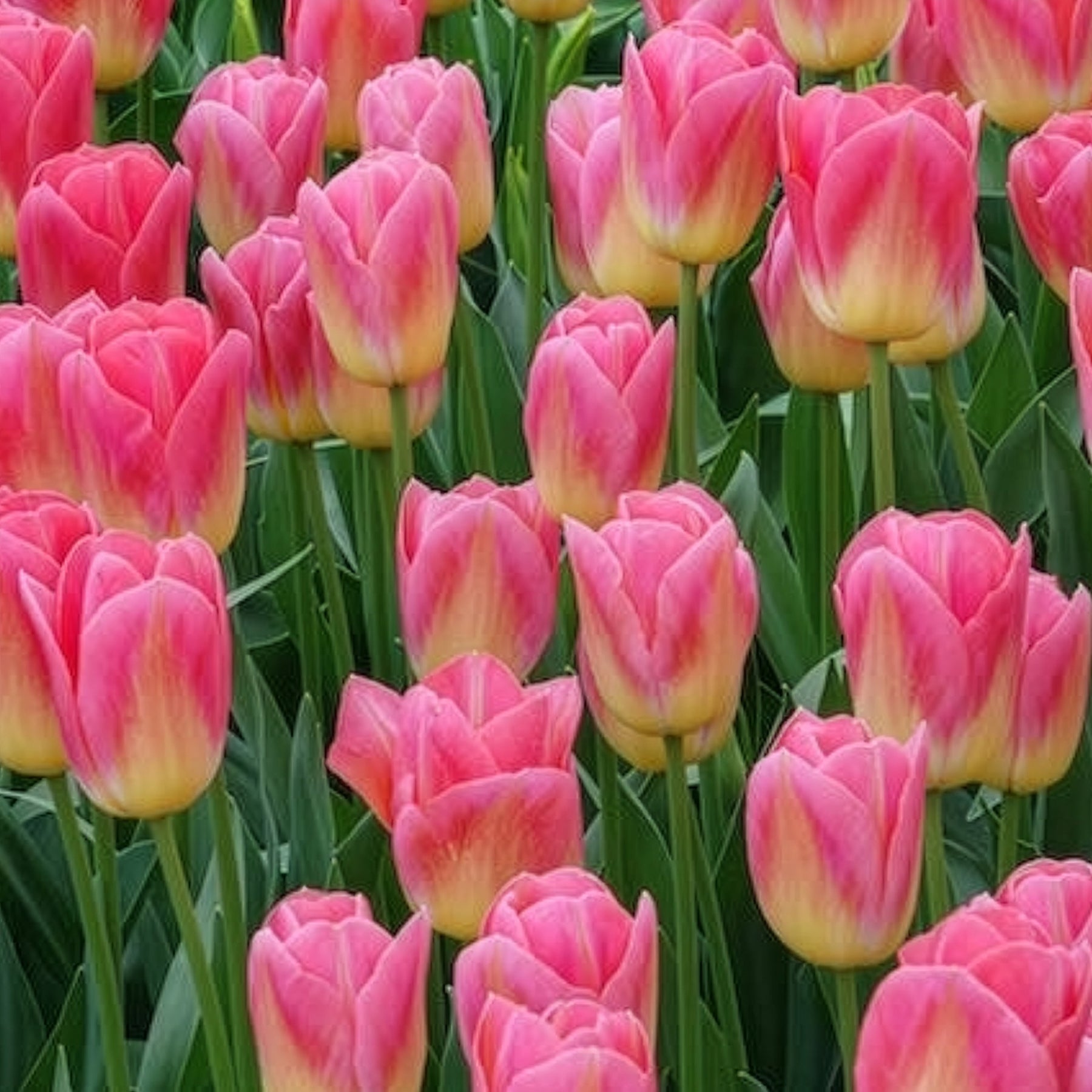 Tulpen Triomphe Tom Pouce