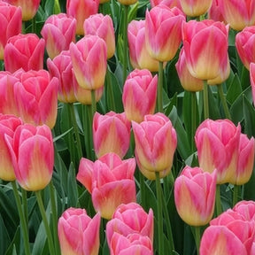 Tulpen Triomphe Tom Pouce
