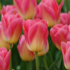 Tulipa 'tom pouce' - Tulpen Triomphe Tom Pouce - Tulpen