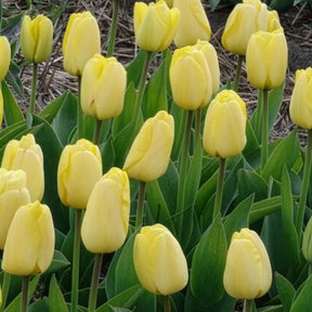 Verkoop Tulpen Darwin Golden parade