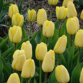 Tulpen - Tulpen Darwin Golden parade - Tulipa 'golden parade'