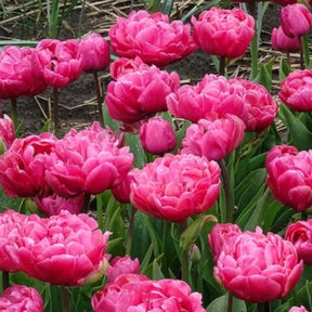 Tulipa 'amazing grace' - Dubbele tulpen Amazing Grace - Tulpen
