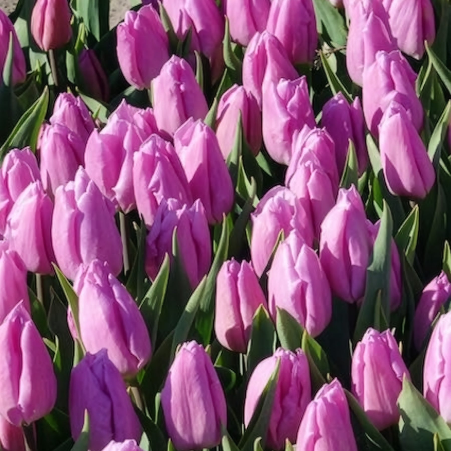 Tulpen - Tulpen Triomphe Candy Prince - Tulipa 'candy prince'