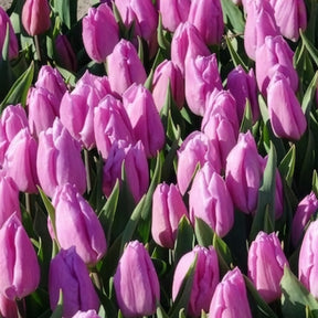 Tulpen - Tulpen Triomphe Candy Prince - Tulipa 'candy prince'