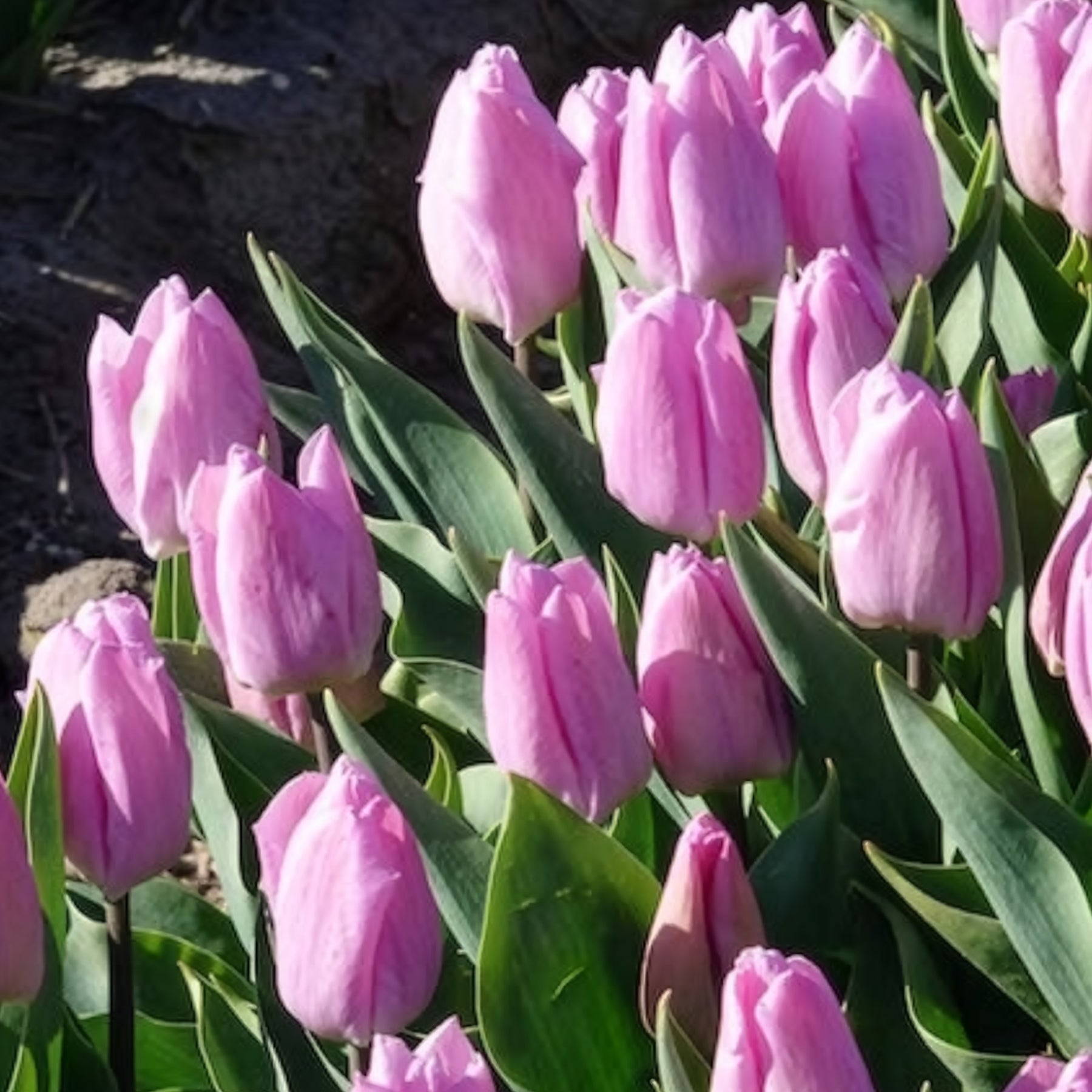 Tulpen Triomphe Candy Prince - Tulipa 'candy prince' - Willemse