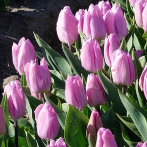 Tulpen Triomphe Candy Prince - Tulipa 'candy prince' - Willemse