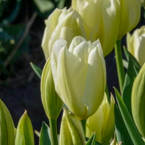 Verkoop Tulpen Fosteriana Purissima - Tulpen