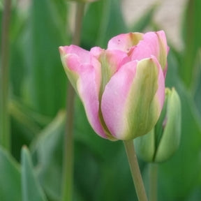 Tulipa 'groenland' - Tulpen Viridiflora Groenland - Tulpen