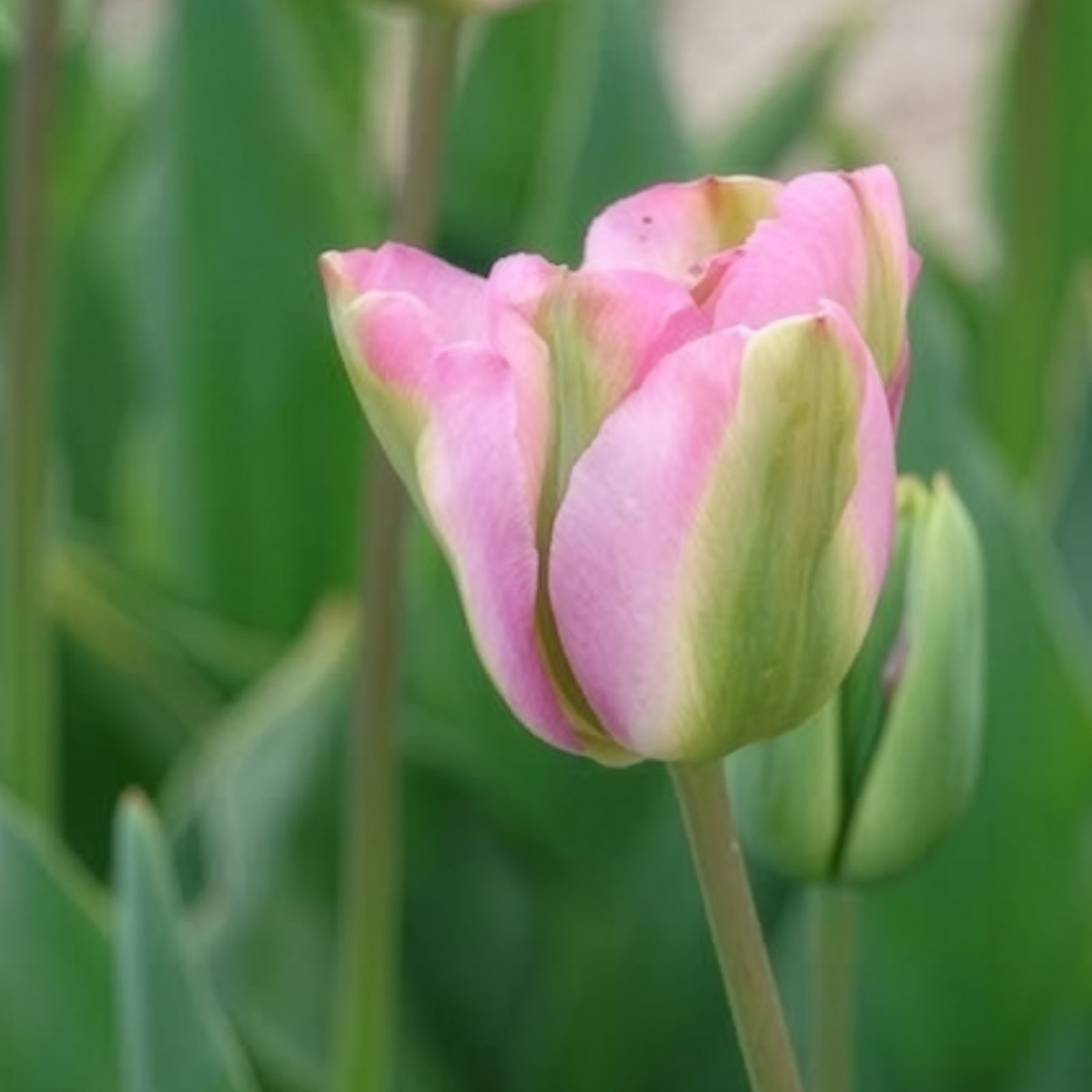 Tulpen Viridiflora Groenland
