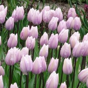 Tulpen - Tulpen Triomphe Silver Cloud - Tulipa 'silver cloud'