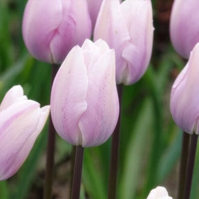Tulipa 'silver cloud' - Tulpen Triomphe Silver Cloud - Tulpen