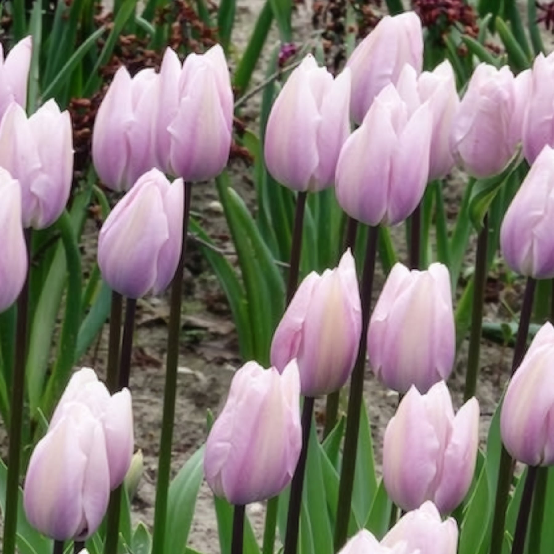 Tulpen Triomphe Silver Cloud - Tulipa 'silver cloud' - Willemse