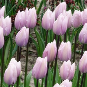 Tulpen Triomphe Silver Cloud - Tulipa 'silver cloud' - Willemse