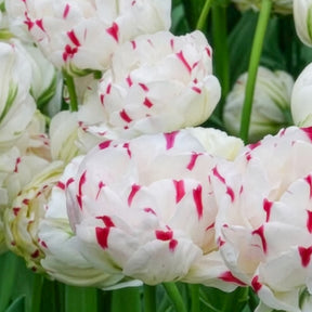 Tulipa Danceline - Dubbele tulpen Dance line - Tulpen