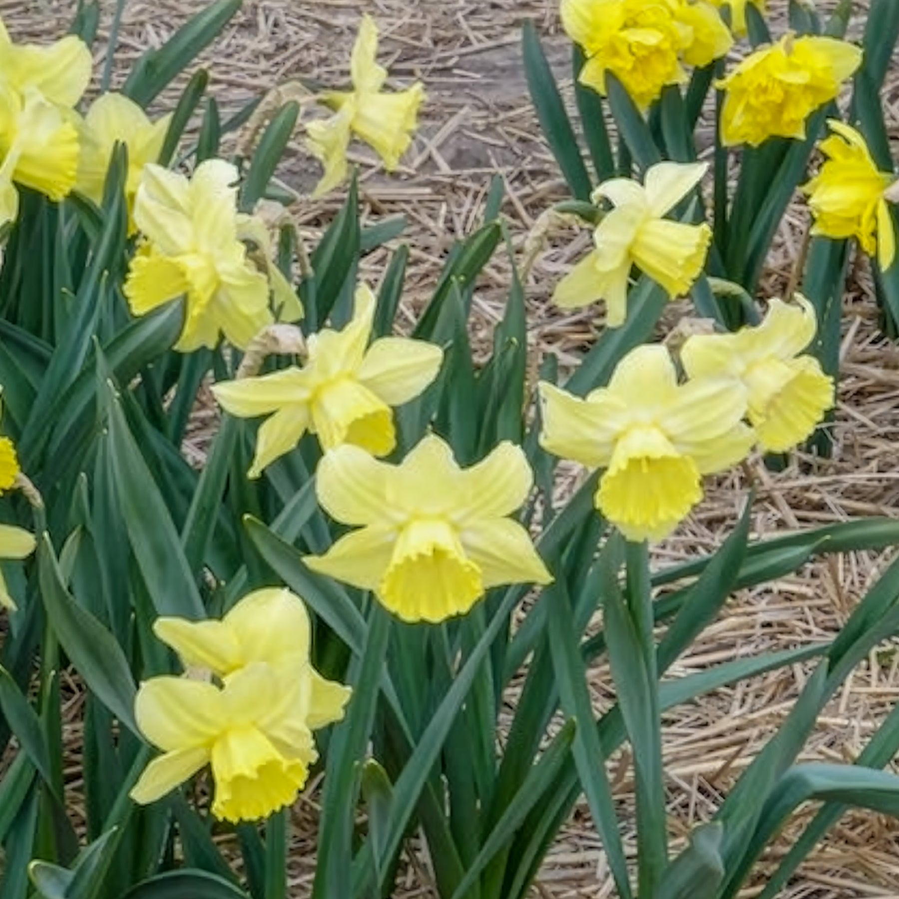 Narcissen - Narcissen met grote kroon Avalon (x5) - Narcissus Avalon