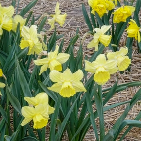 Narcissen - Narcissen met grote kroon Avalon (x5) - Narcissus Avalon