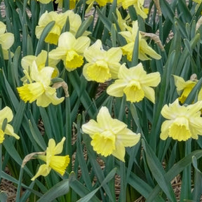 Narcissus Avalon - Narcissen met grote kroon Avalon (x5) - Narcissen