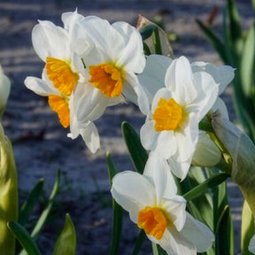 Narcissus 'geranium' - Narcissen Geranium (x5) - Narcissen