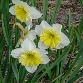 Verkoop Narcissen met grote kroon Ice follies (x5) - Narcissus 'ice follies'