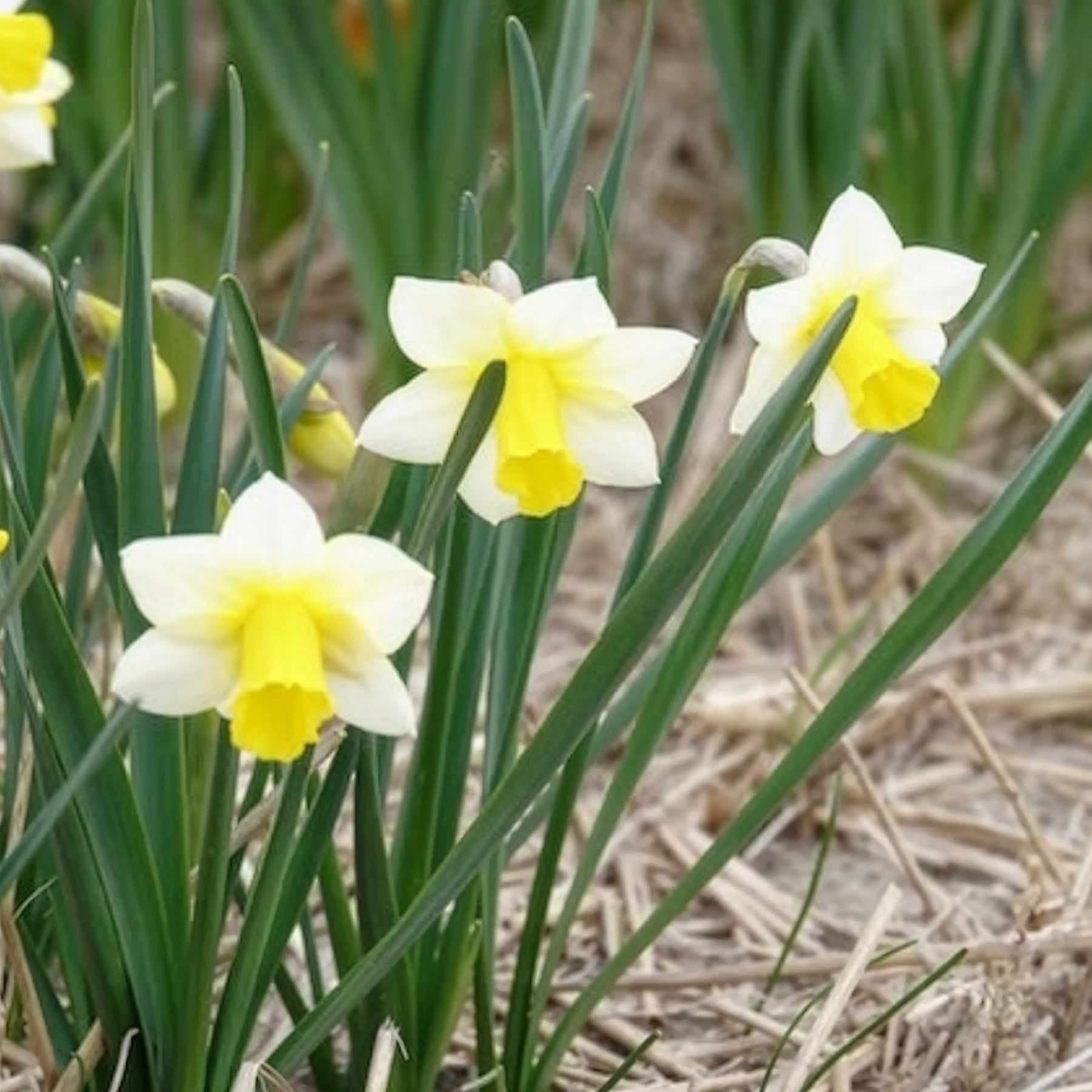 Narcissen Golden Echo (x7)